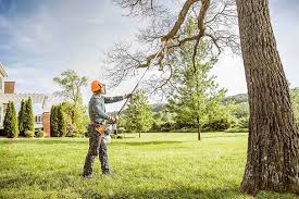 Albany, MO Tree Removal Services Company