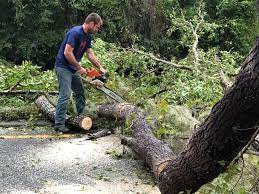 How Our Tree Care Process Works  in  Albany, MO