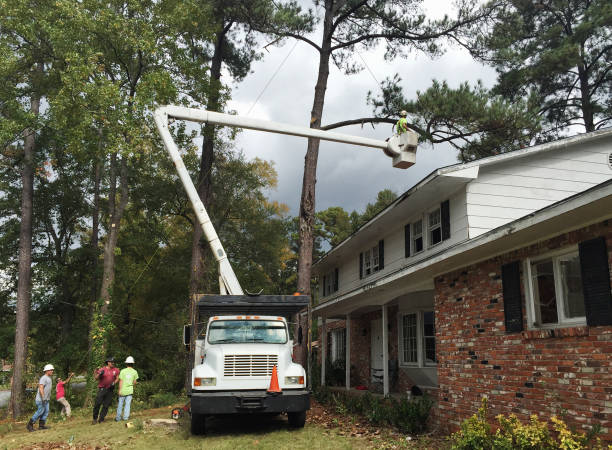 Best Commercial Tree Removal  in Albany, MO