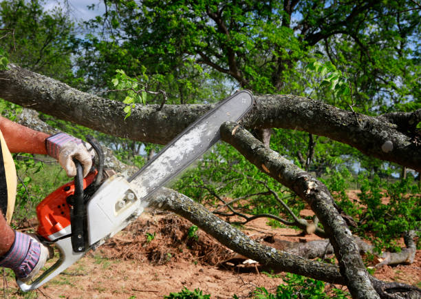 Best Storm Damage Tree Cleanup  in Albany, MO