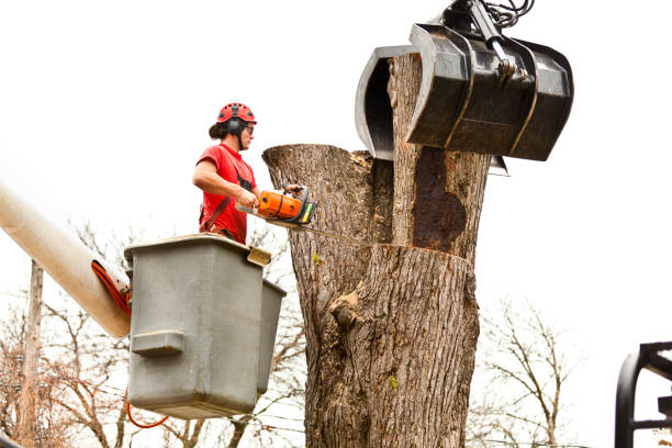 Best Tree Mulching  in Albany, MO